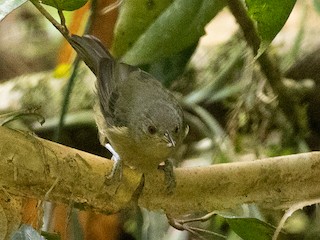 Olive Straightbill - eBird