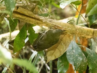Olive Straightbill - eBird