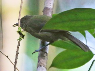 Olive Straightbill - eBird