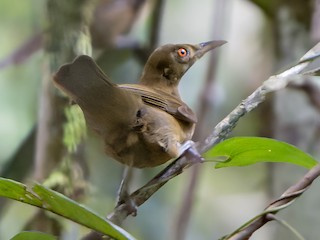 Tawny Straightbill - eBird