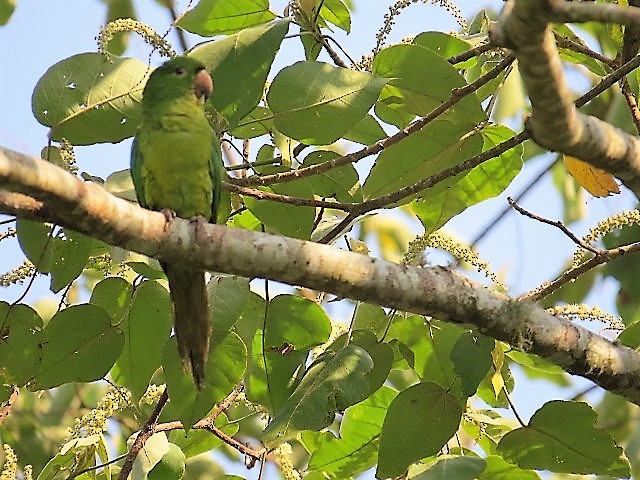 Green Parakeet - ML64003541