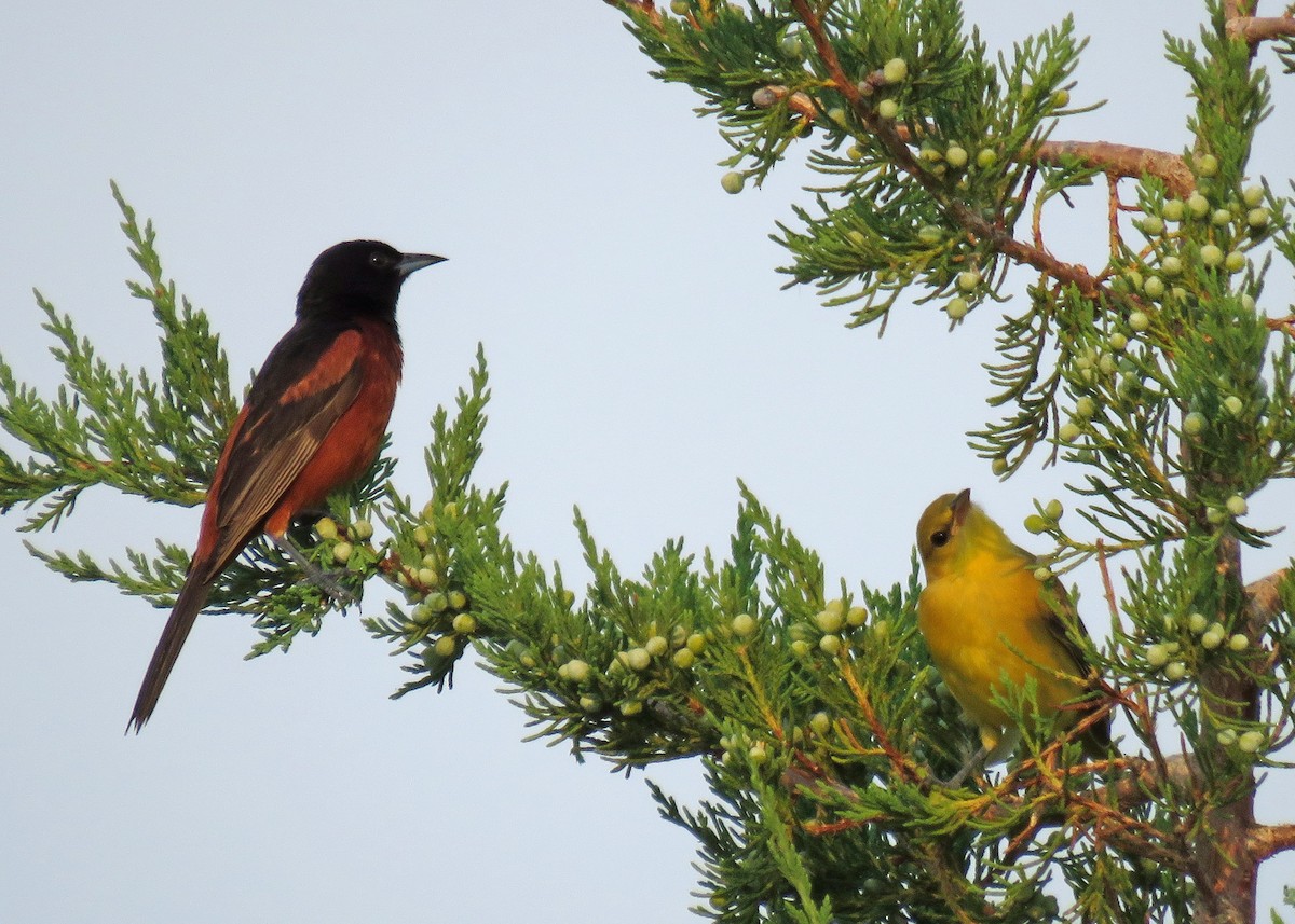 Orchard Oriole - ML64004011
