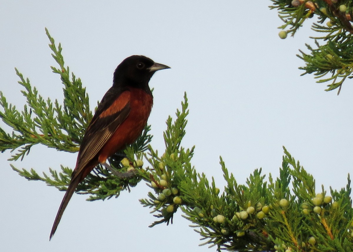 Orchard Oriole - ML64004031