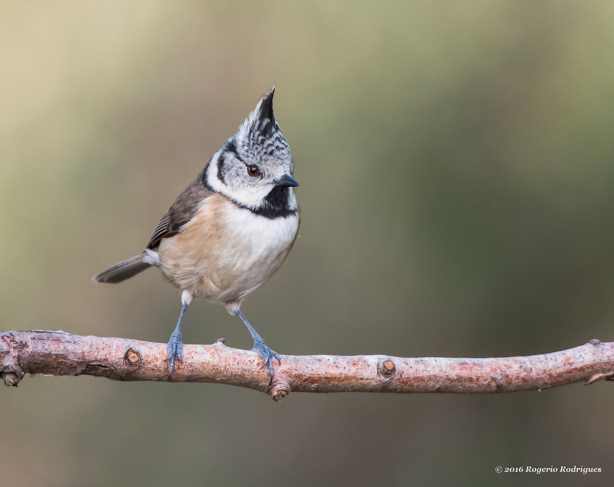 Crested Tit - Rogério Rodrigues