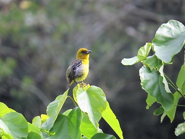 White-winged Tanager - ML64007571