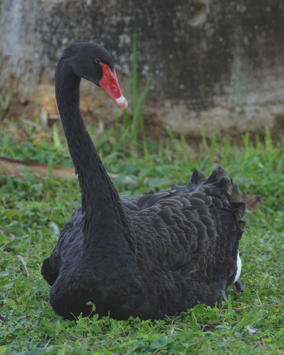 Black Swan - ML64007941