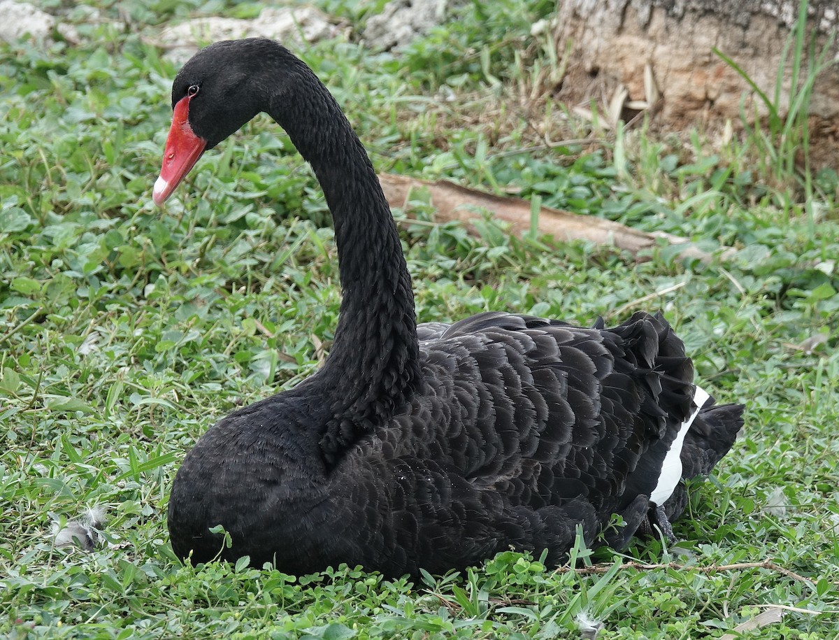 Black Swan - ML64008111