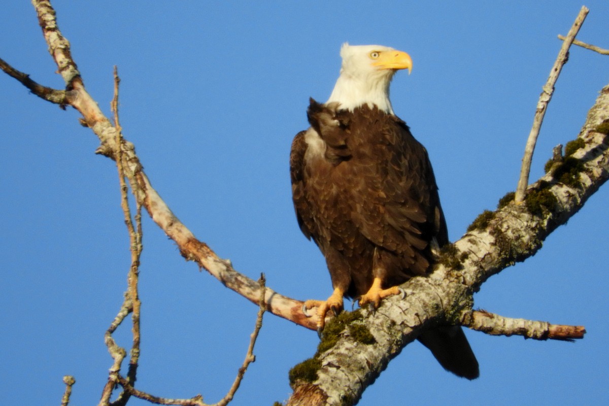 Bald Eagle - Georgia Gerrior