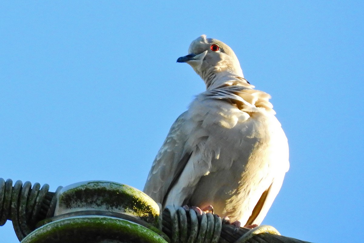 Eurasian Collared-Dove - ML64011671