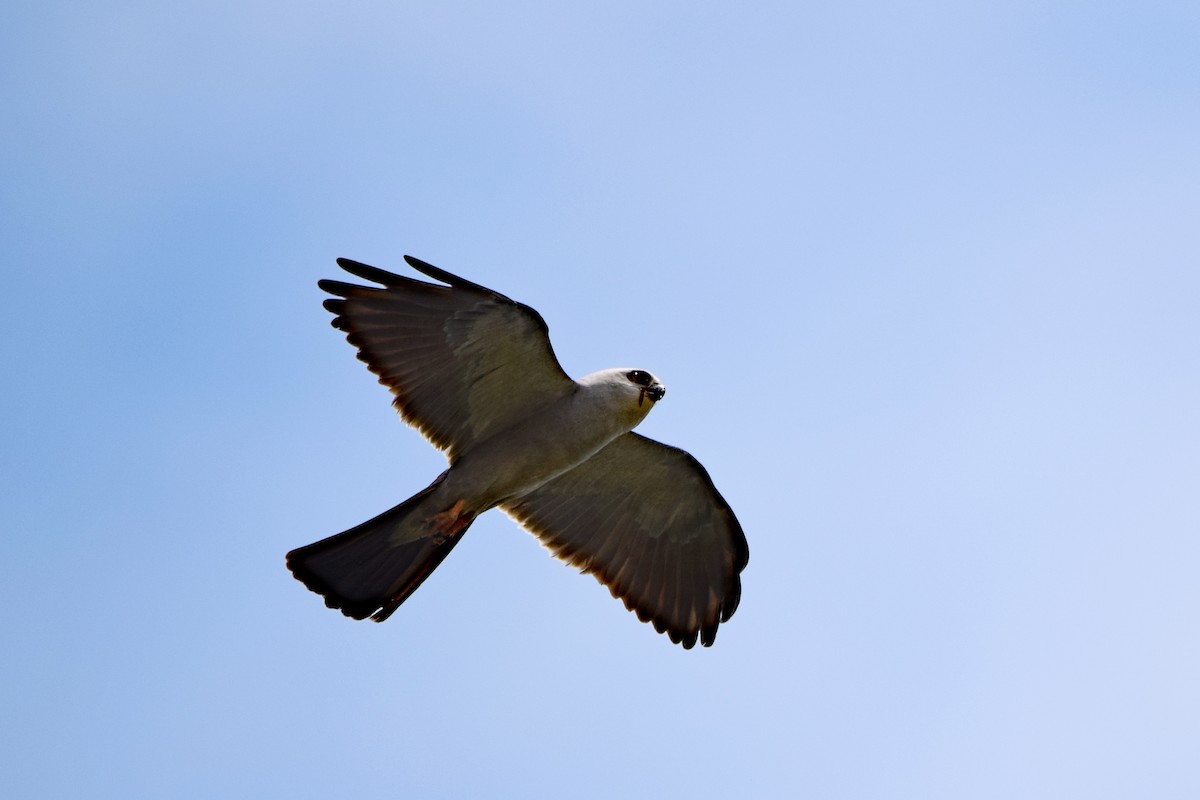 Mississippi Kite - Perry Doggrell