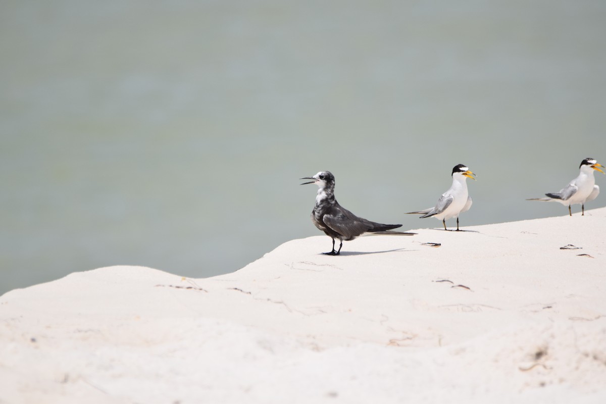 Black Tern - Perry Doggrell