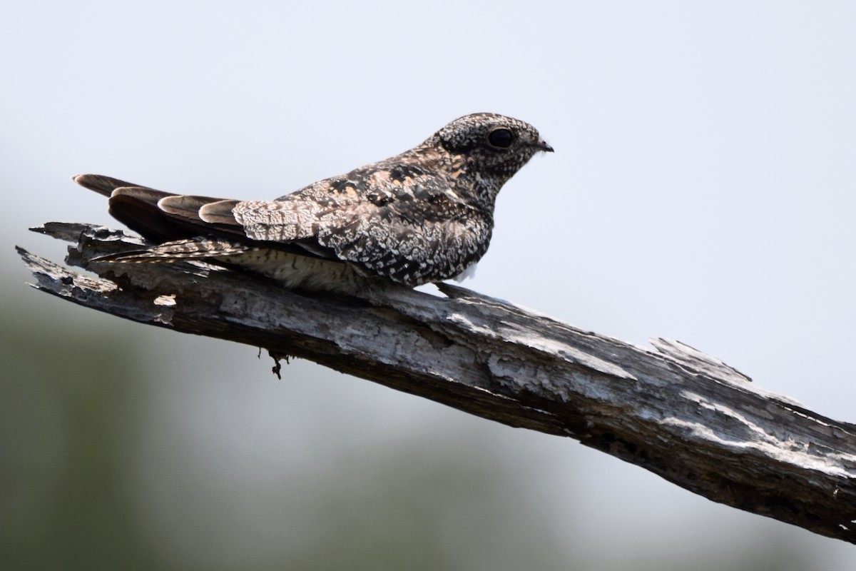 Common Nighthawk - Perry Doggrell
