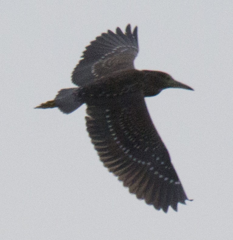 Black-crowned Night Heron - Scott Young