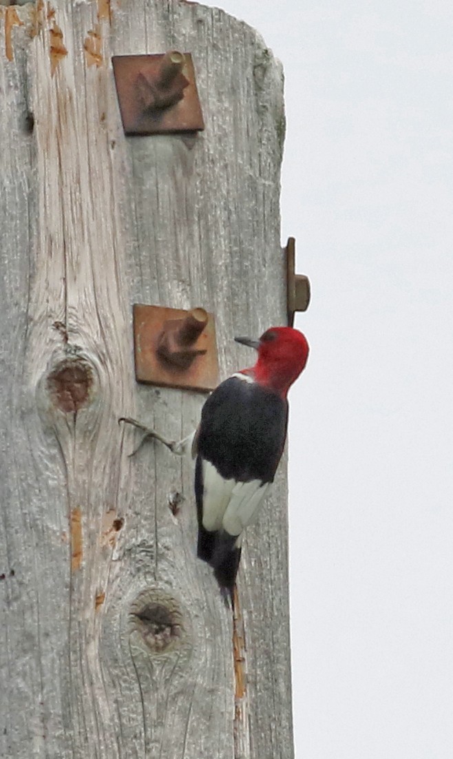 Red-headed Woodpecker - Harvey  Tomlinson