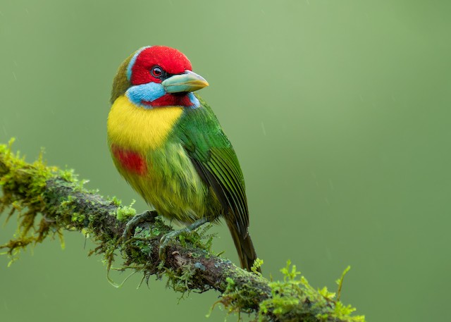 Versicolored Barbet ML640165971