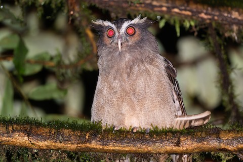 Crested Owl