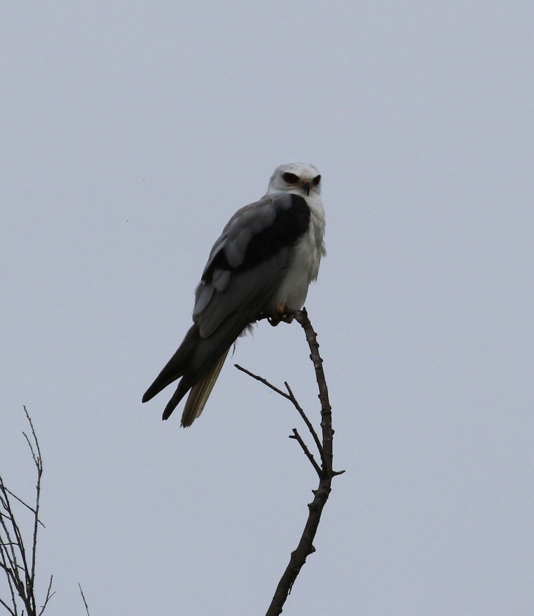 White-tailed Kite - ML64020861