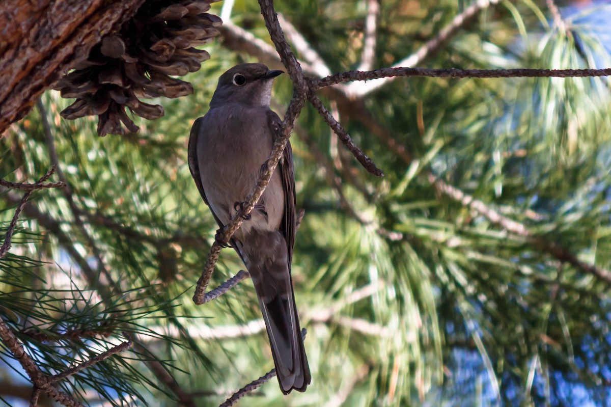 Townsend's Solitaire - Carole Rose