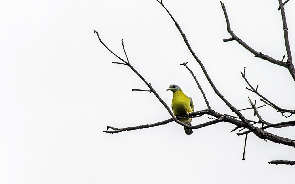 Yellow-footed Green-Pigeon - ML64023311
