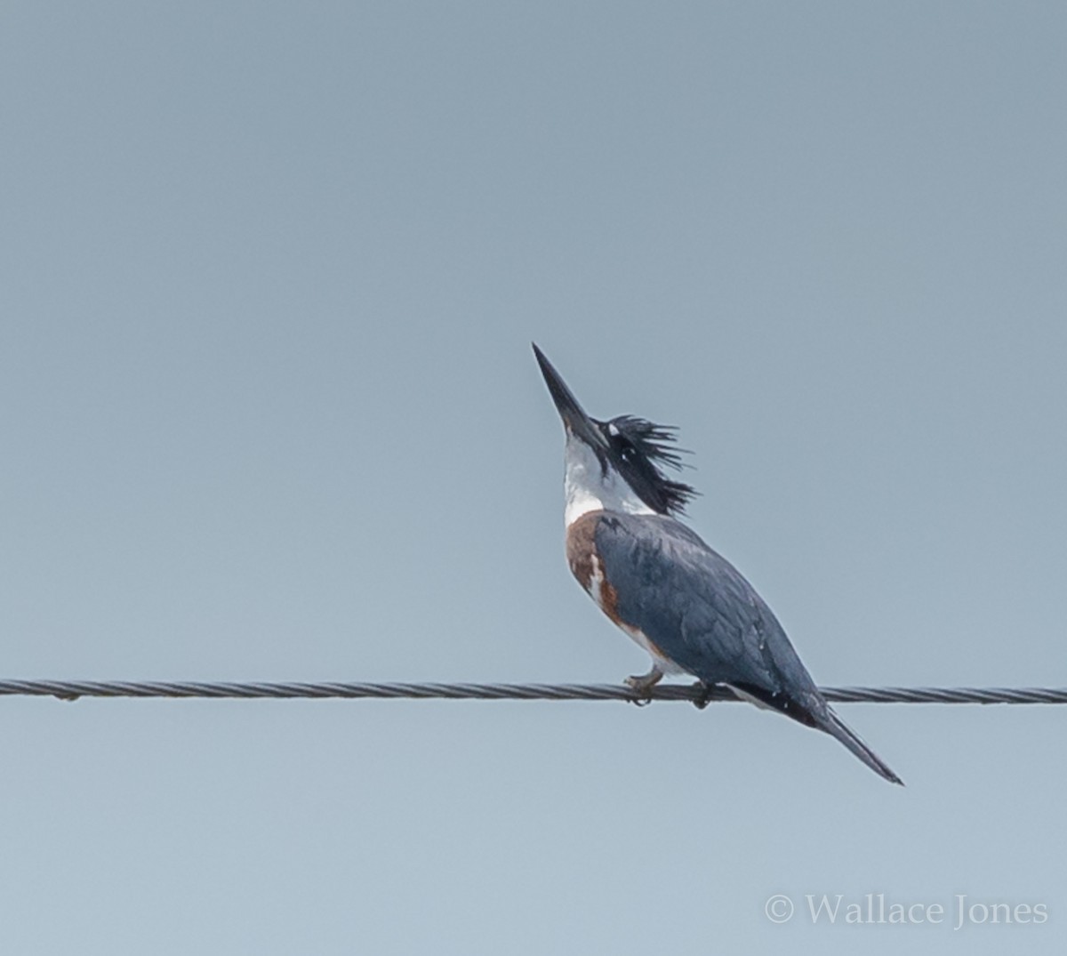 Belted Kingfisher - ML64024491