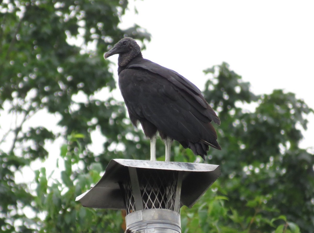 Black Vulture - John Marshall