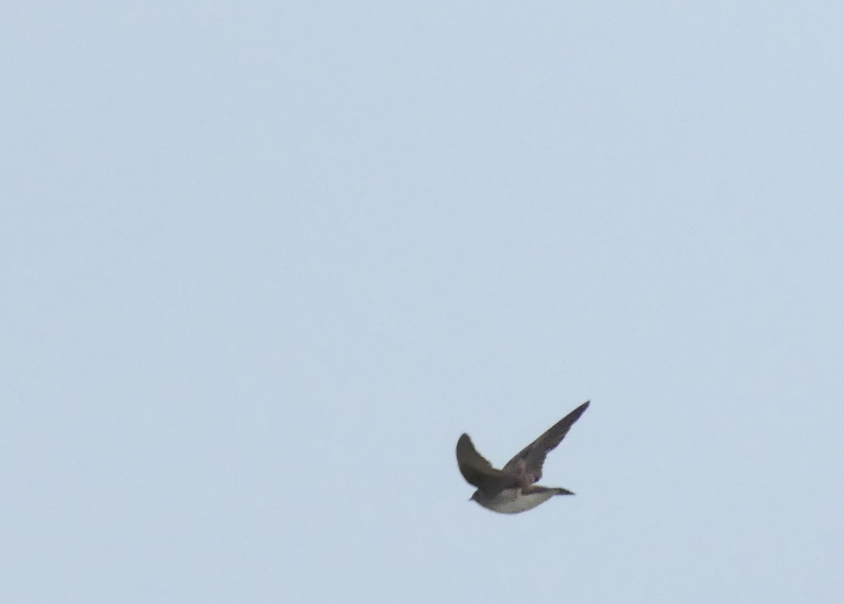 Northern Rough-winged Swallow - ML64025891