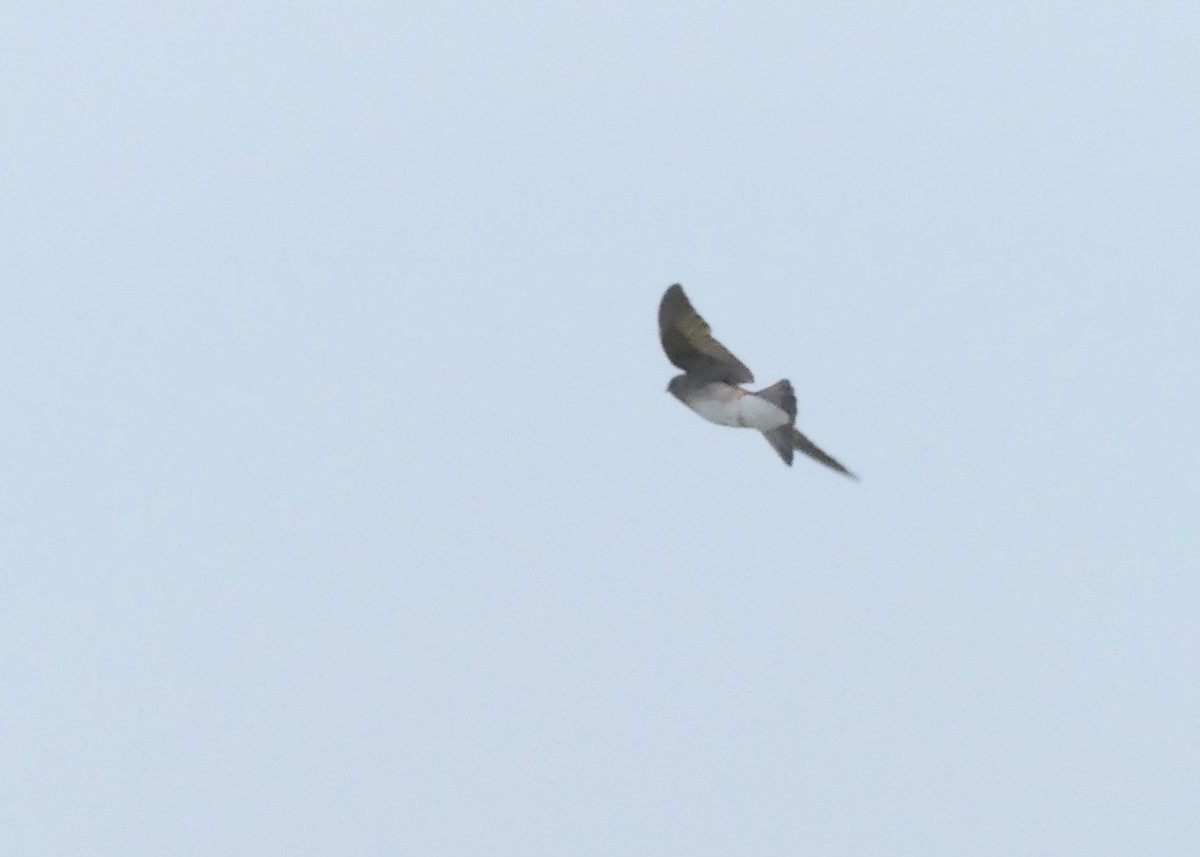 Northern Rough-winged Swallow - ML64025901