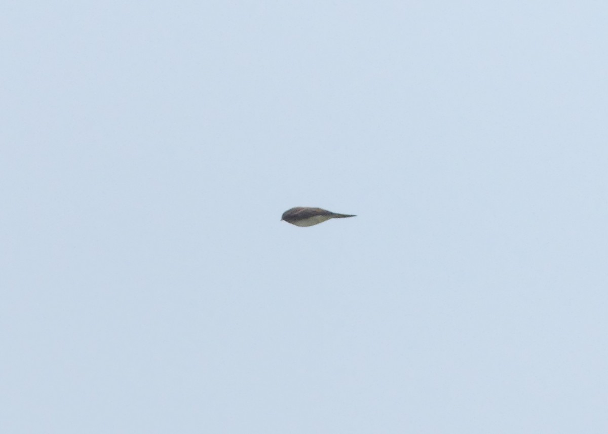 Northern Rough-winged Swallow - ML64025911