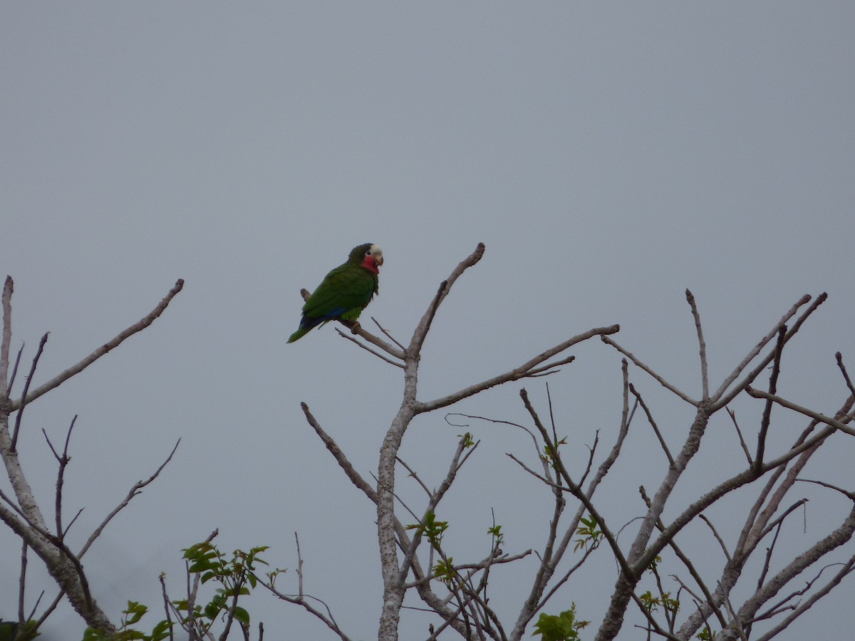 Cuban Parrot - Bill Crins