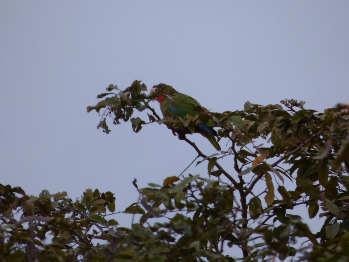 Cuban Parrot - ML64029181