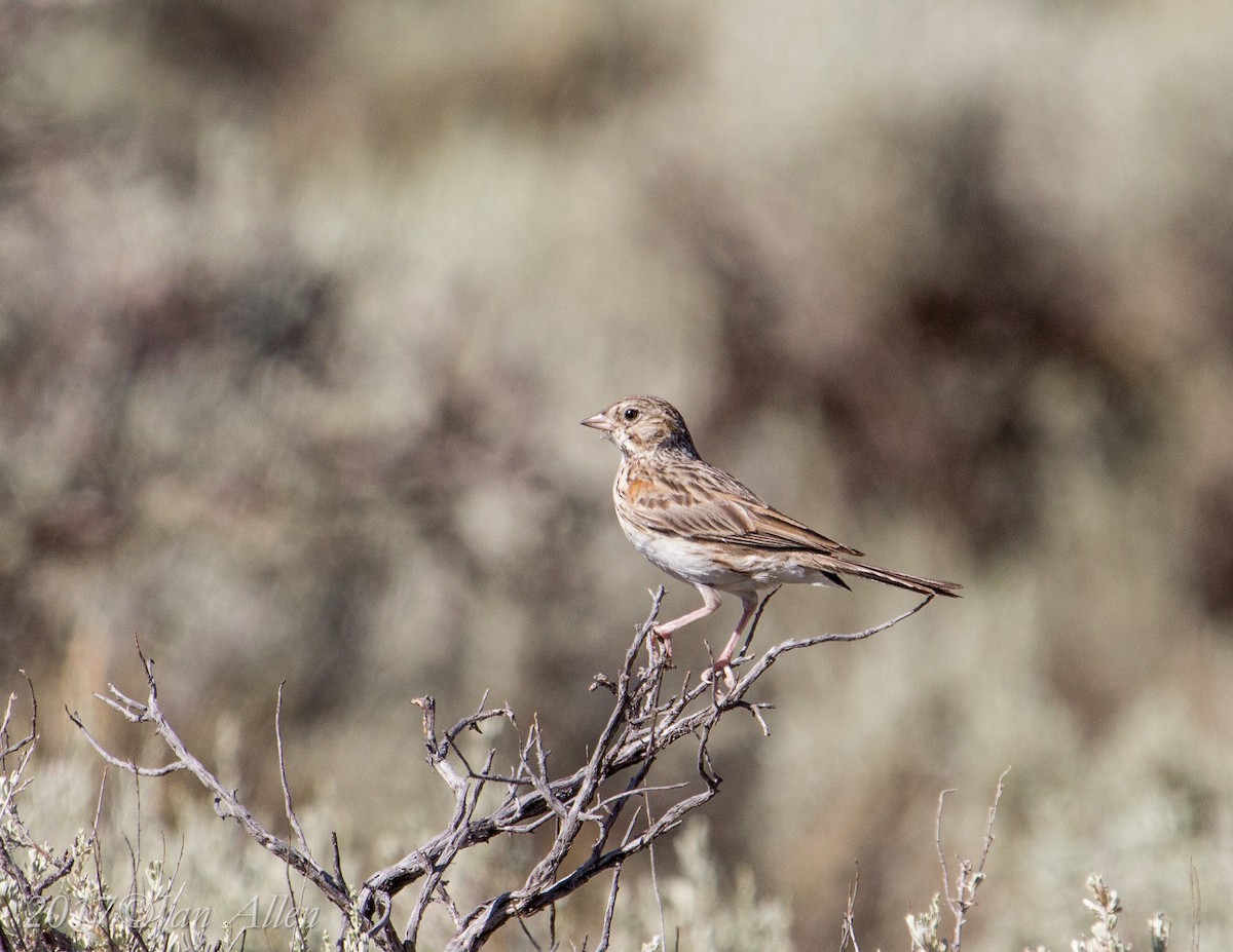 Vesper Sparrow - Jan Allen