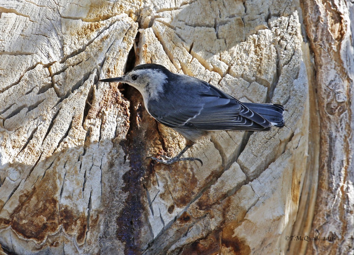 White-breasted Nuthatch - ML64029331