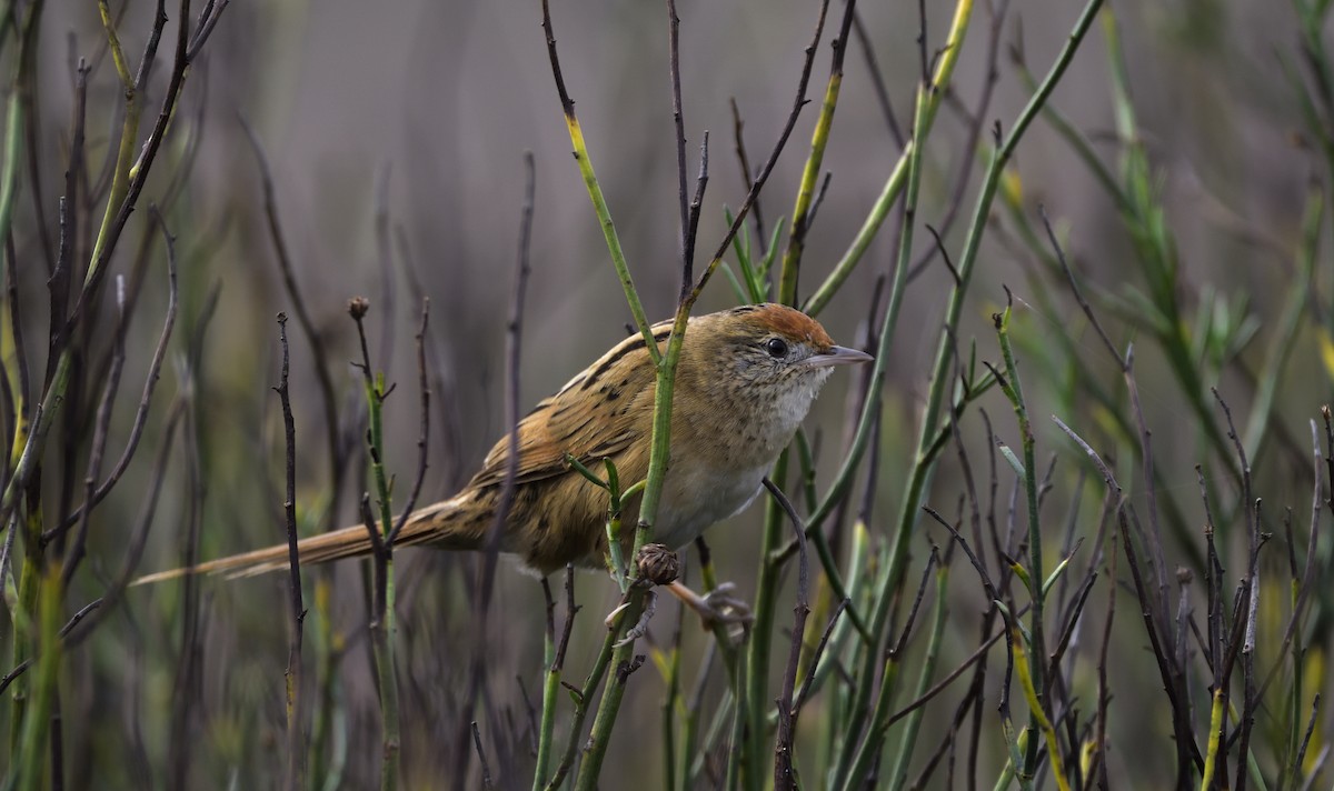 Bay-capped Wren-Spinetail - Miguel Ansenuza