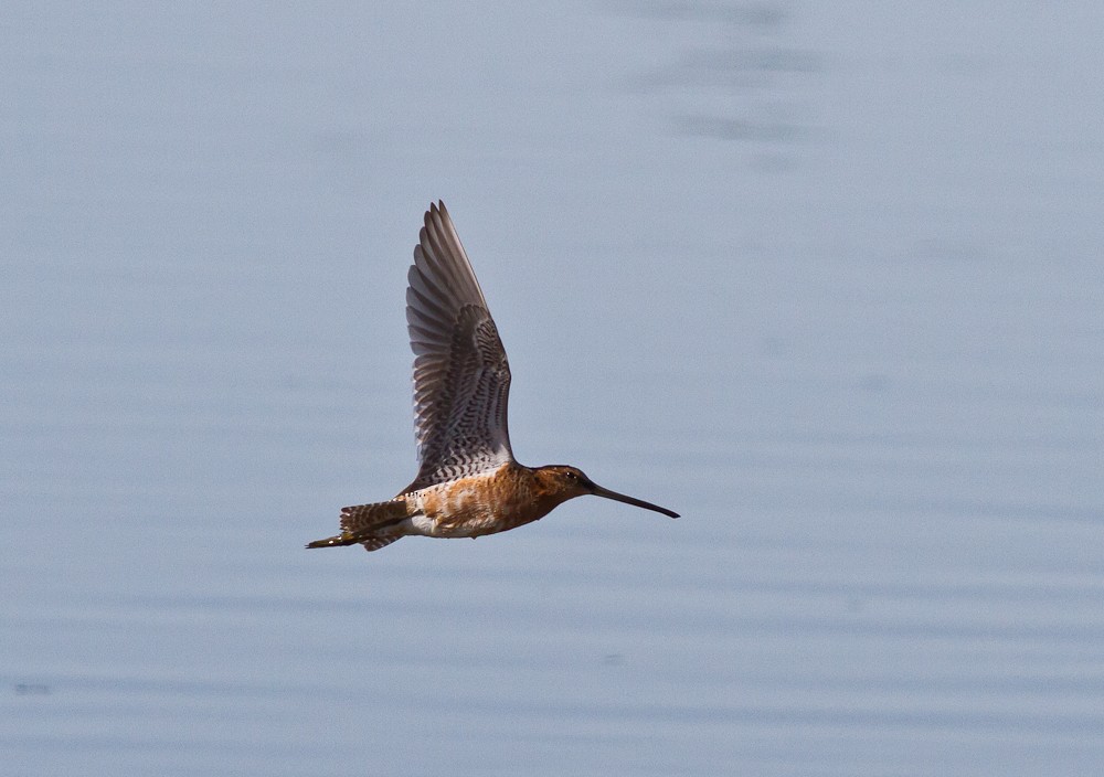 Long-billed Dowitcher - Andrew Guthrie
