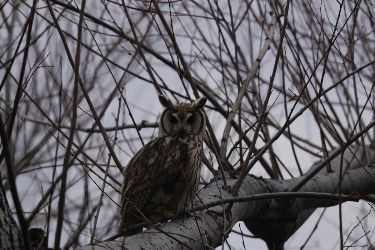 Striped Owl - Cecilia de Larminat