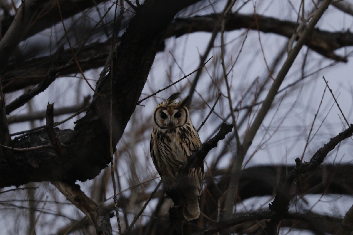 Striped Owl - ML64033751