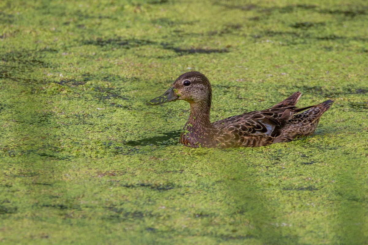 Blue-winged Teal - ML64034061