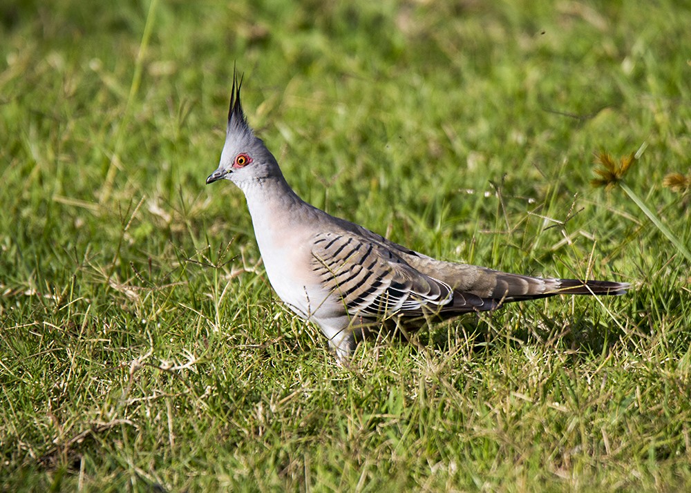 Crested Pigeon - Stephen Murray