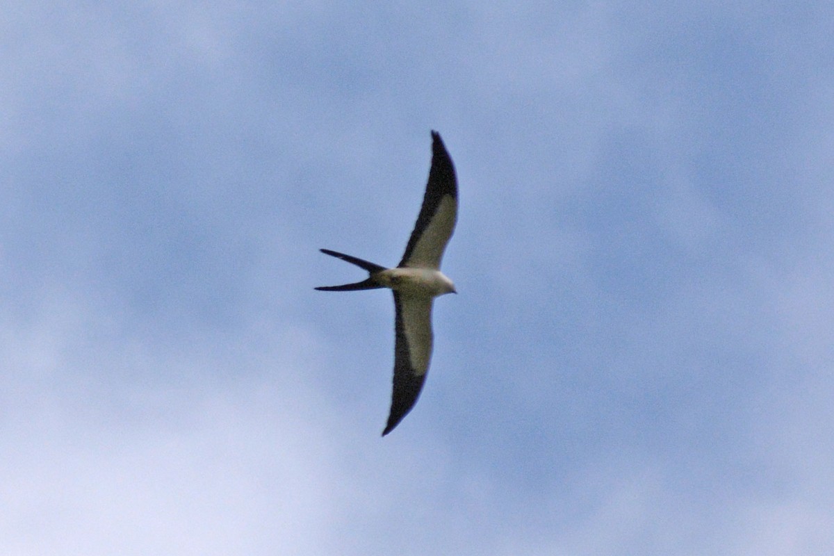 Swallow-tailed Kite - Janet Rathjen