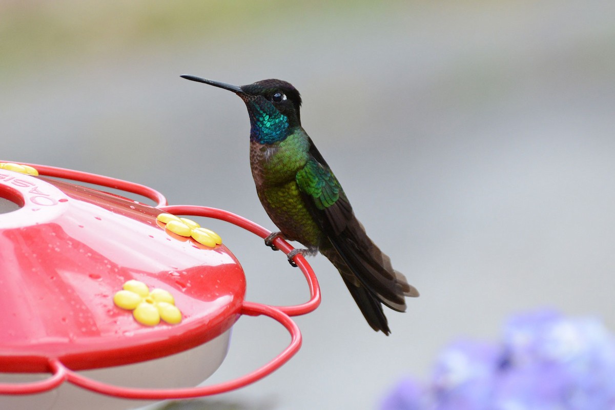 Talamanca Hummingbird - Janet Rathjen