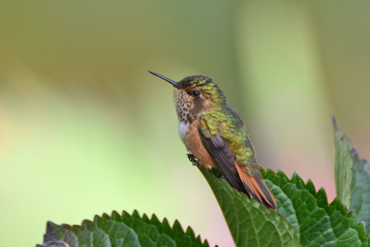 Scintillant Hummingbird - Janet Rathjen