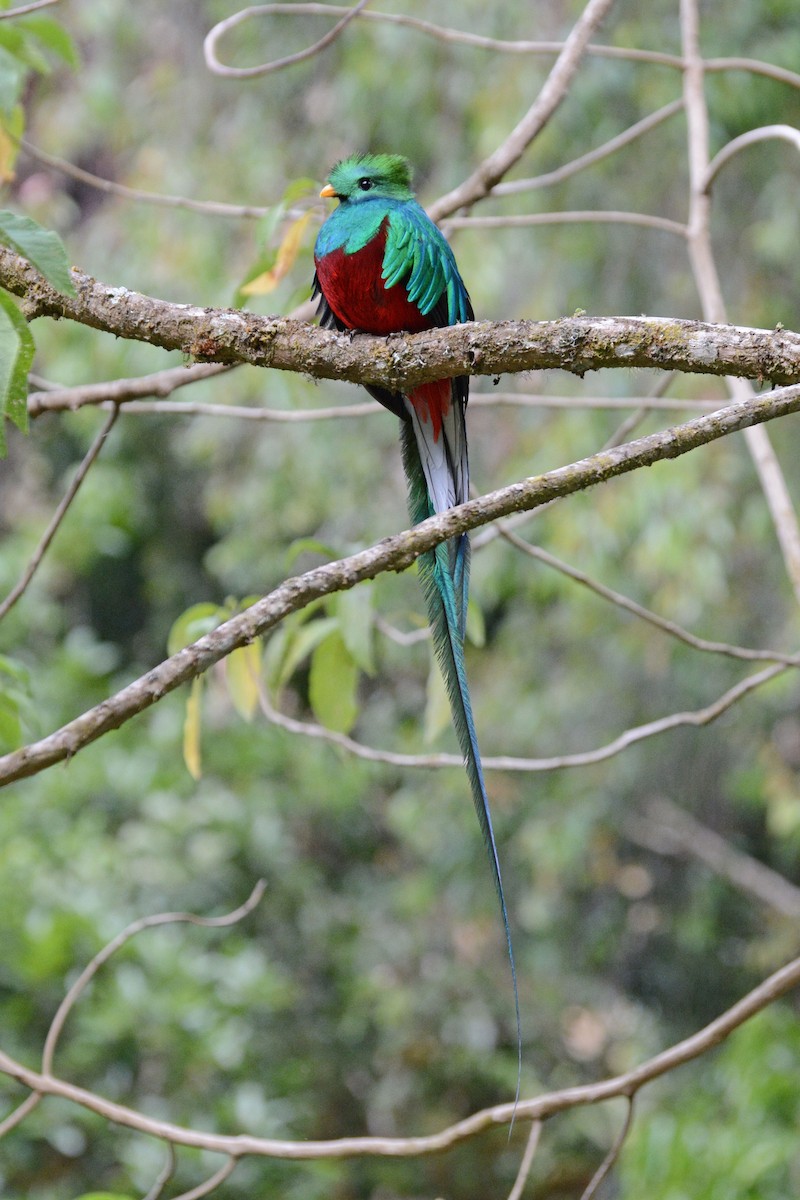 Quetzal resplendissant - ML64035821