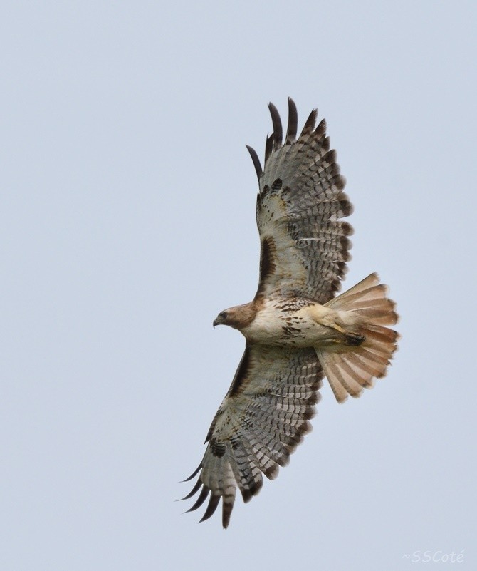 Red-tailed Hawk - Sandra Cote