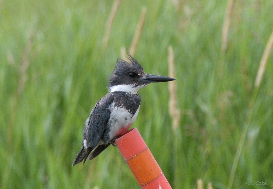 Belted Kingfisher - ML64036241
