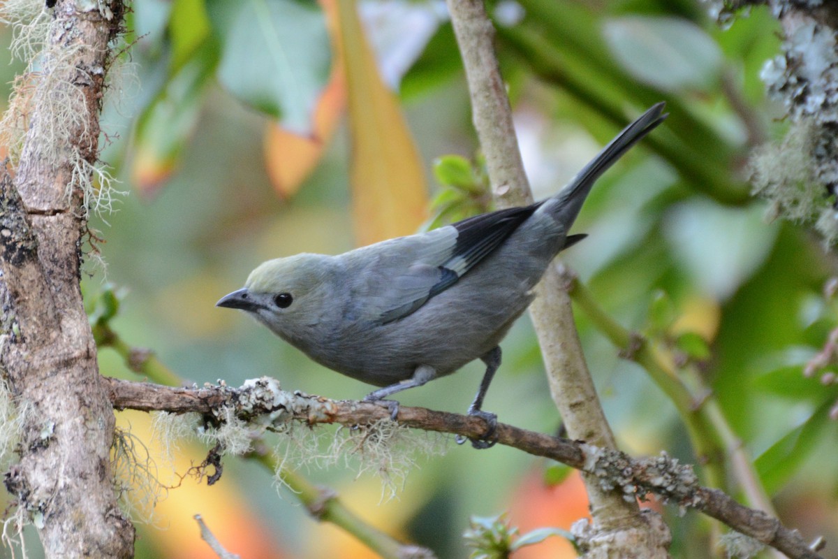 Palm Tanager - ML64036271