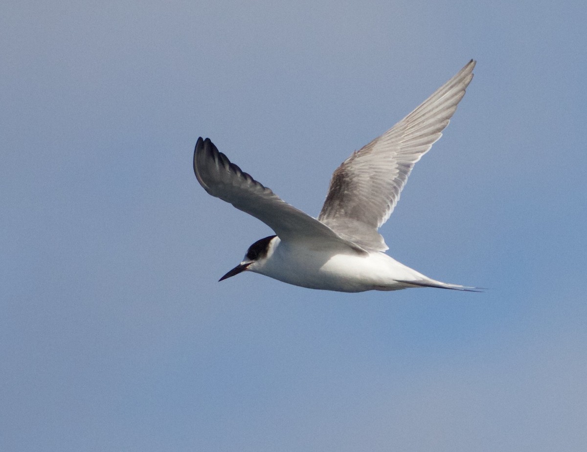Arctic Tern - Scott Baker