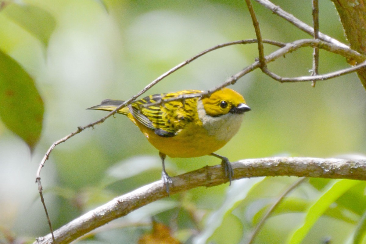Silver-throated Tanager - Janet Rathjen