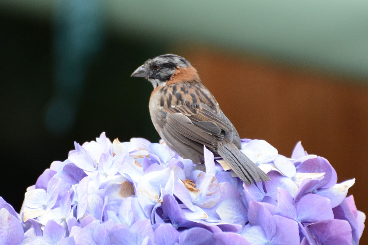 Rufous-collared Sparrow - Janet Rathjen