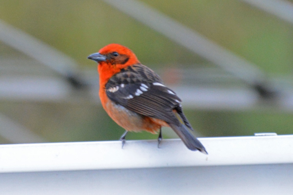 Flame-colored Tanager - ML64036591