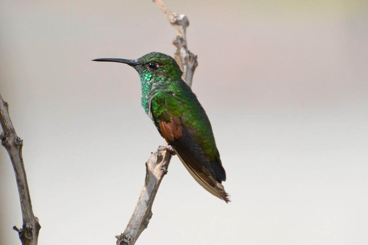 Stripe-tailed Hummingbird - Janet Rathjen